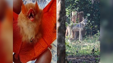 Orange Bat (L)  and Indian Wolf (R)