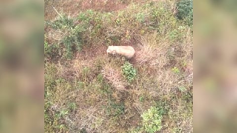 Aerial view of the ?makhna? elephant driven into Mudumalai Tiger Reserve.