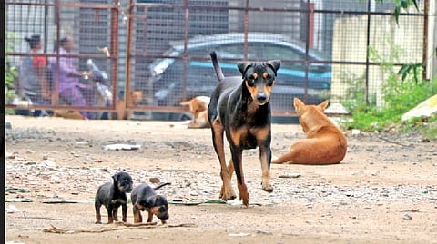 Citizen Connect: Choolai residents seek steps to end stray menace