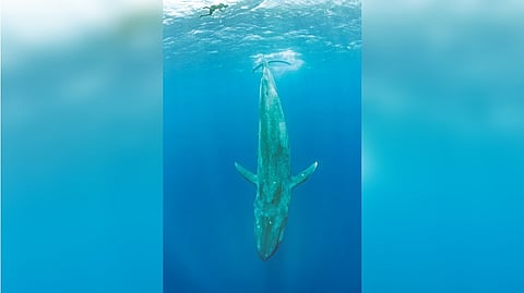 Representative image