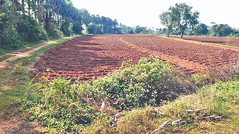 The encroached irrigation pond in Kalpalampattu village in Nemili taluk, Ranipet district