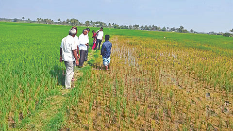 Agriculture officials with a scientist from Krishi Vigyan Kendra visiting an infested field in Ranipet.
