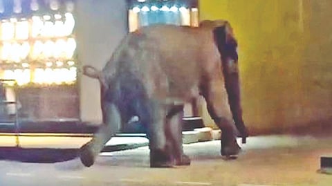 Elephant PM-2 taking a
stroll in Sulthan Bathery
town in Wayanad early
on Friday