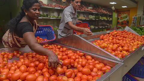 Customers picking tomatoes