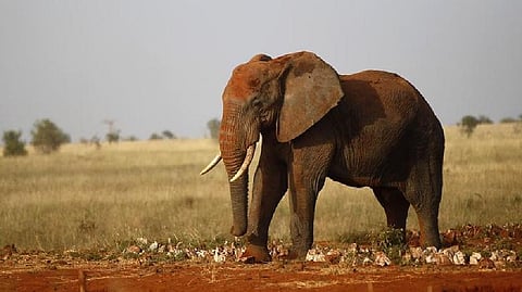 Representative Image