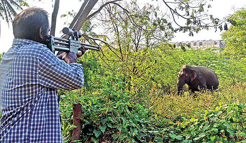 A veterinarian aims to dart the jumbo with tranquilizer on Thursday