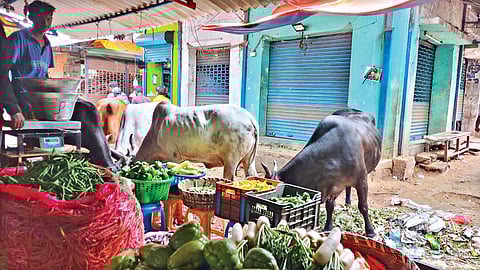 Visuals from Koyambedu Market