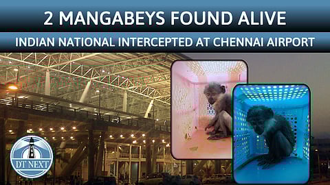 2 Mangabeys found from an Indian who arrived in Chennai from Bangkok
