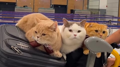 Screengrab from the video