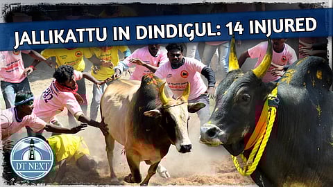 14 injured in Jallikattu competition in Dindigul