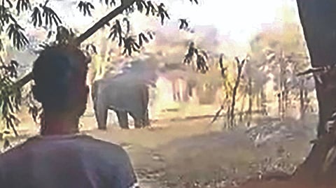 A man looking at the
elephant that killed 16