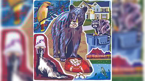 Cocaine bear, meet cannabis raccoon and McFlurry skunk