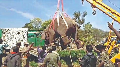 The captured crop-raiding wild elephant being loaded onto a
truck in Dharmapuri on Sunday