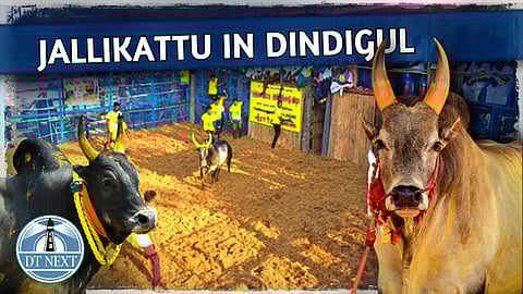 Jallikattu competition in Dindigul