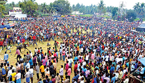 A bull run in Vellore