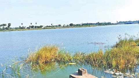 One of the lakes planned to be auctioned for fishing in Tiruchy