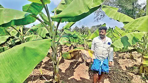 A fungus infested plantain tree in Thanjavur on Wednesday