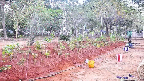 Saplings plantation drive