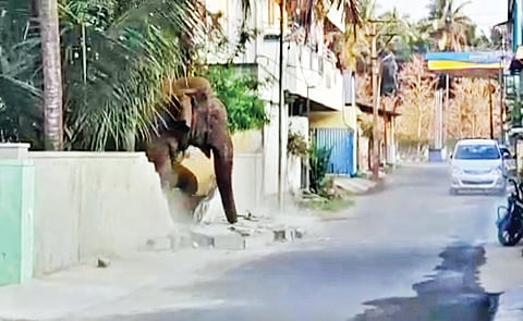 Elephant damaging the compound wall of a house in Coimbatore on Wednesday