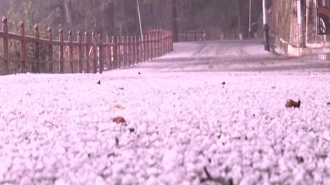 Hailstorms and rains lashes parts of Shimla