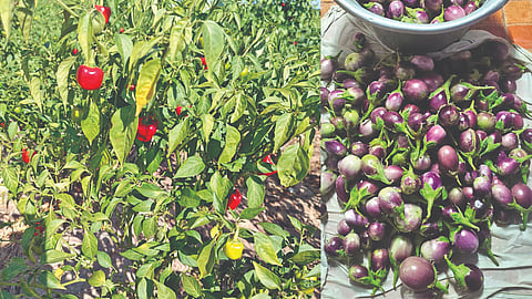 (L to R) Mundu Chilli and spiny brinjal