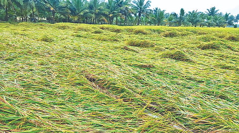Harvest-ready Delta crops feel SL storm’s fury