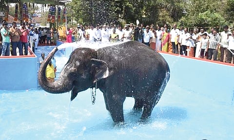 Kalyani enjoying a bath in its new facility at Perur Temple in Coimbatore on Tuesday