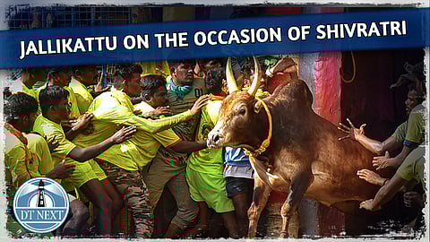 Jallikattu competition on the occasion of Shivratri festival