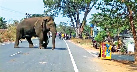 Public watching the makhna elephant crossing Vadakkipalayam Road in Pollachi on Tuesday