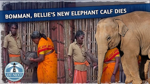 Bomman, Bellie's new elephant calf dies of ill health