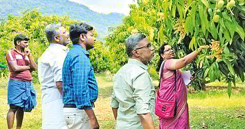 Mango farmers being explained the importance of pest control management in Periyakulam, Theni district, on Wednesday