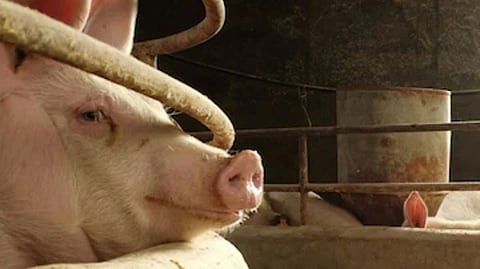 Representative Image