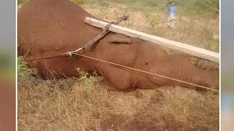 Elephant dies of electrocution in Coimbatore