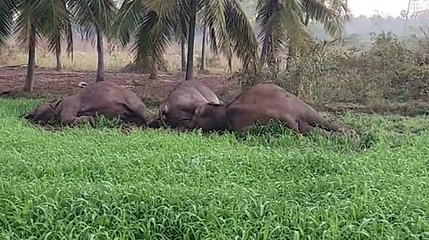 3 elephants electrocuted in illegal electric fence in Dharmapuri