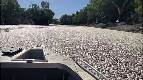 Dead fish clog a river near the town of Menindee in New South Wales, Australia.