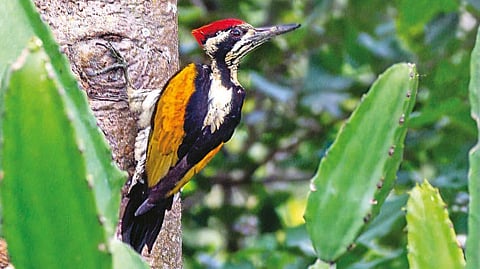 One of the bird species recorded during the census