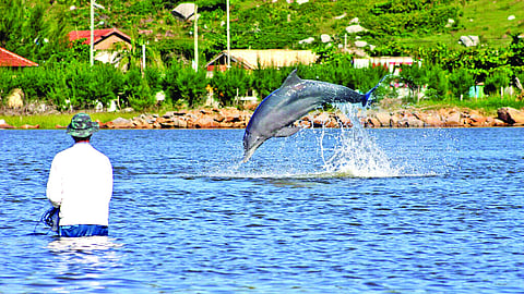 Sonic boom: Who’s using vocal fry in the ocean? Dolphins and whales