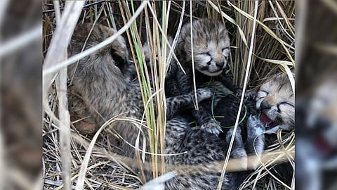 The cubs born to Siyaya in Madhya Pradesh