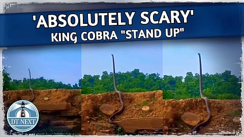 Scary video: IFS officer shares video of King Cobra