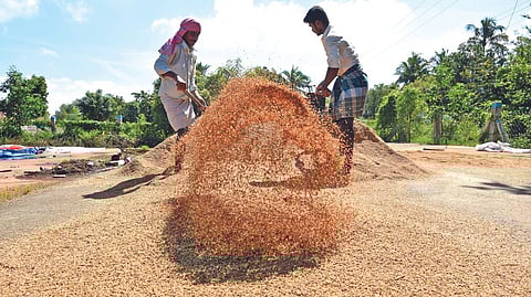 Farmers drying paddy drenched in rain at a DPC in Delta.