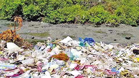 These macroplastics result in stranding, strangulation, drowning and starvation of most marine fauna and flora