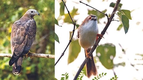 Oriental Honey Buzzard; Yellow-eyed Babbler