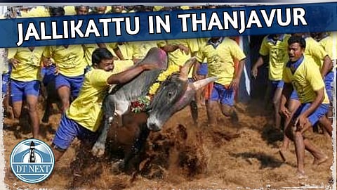 Jallikattu in Thanjavur