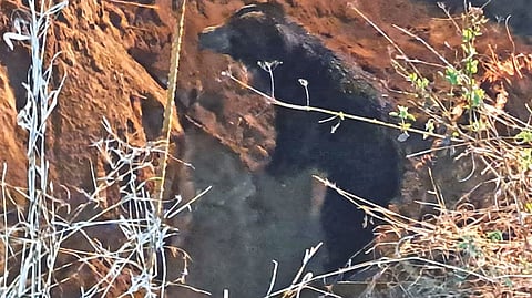 One of the bears stuck inside the well near Ambur