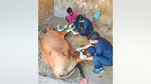 The cow. being treated at the hospital. Despite treatment, the animal is unable to walk