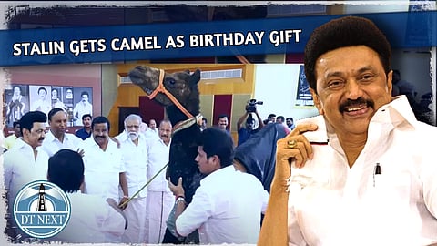 Stalin gets Camel as birthday gift