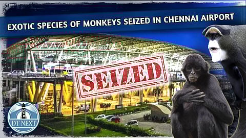 Monkey seized from passenger in Chennai airport