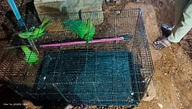 State Forest Department rescued five parakeets kept illegally by individuals in Chennai and Tirunelveli