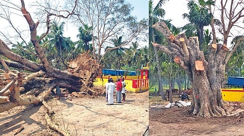 The fallen tree on March 19 (left) and the upright Peepal tree after March 21 (right) in at Veppanaganeri
village, Vellore.