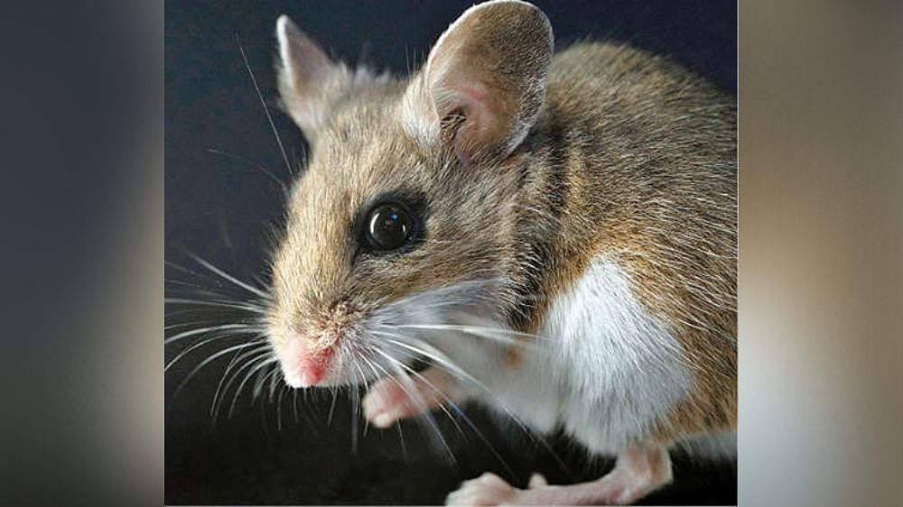 Guess which sex behaves more erratically... at least in mice